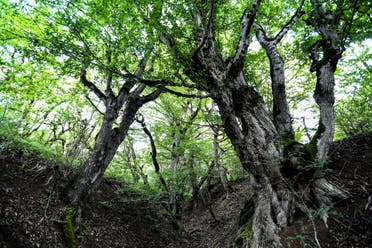 One of the forests of Iran (expressive)