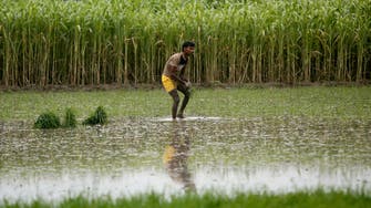 تضرر الإنتاج في الهند يهدد 40% من التجارة العالمية للأرز