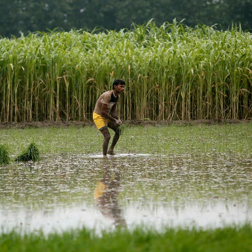 تضرر الإنتاج في الهند يهدد 40 % من التجارة العالمية للأرز