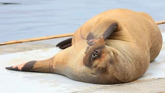 Walrus nicknamed Freya that attracted crowds in Oslo fjord euthanized: Officials    