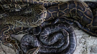 Smuggler arrested at Thai airport with pythons, fox, racoon