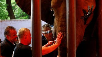 Intl. vets in Pakistan zoo for dental procedure after elephants in ‘incredible pain’