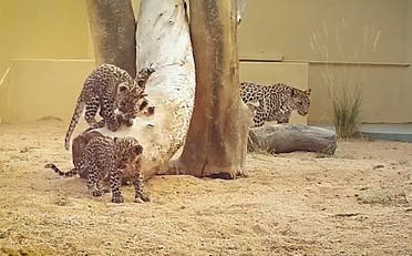 The Royal Commission for AlUla announced the birth of two female Arabian Leopard cubs. (Screengrab)