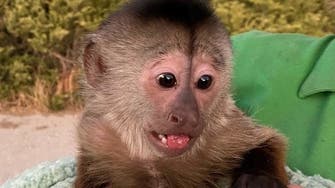 A primate suspect: Mischievous monkey in US zoo calls 911 emergency line