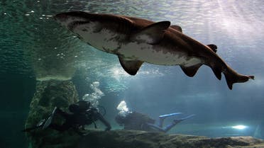 A bull shark swims near two biologist inside the new Sea Life aquarium in Roquetas del Mar, southern Spain, July 18, 2006. Different tropical an Mediterranean species are on display in the biggest aquarium in Andalucia. REUTERS/Francisco Bonilla (SPAIN)