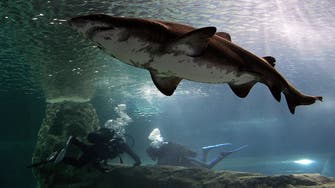US woman killed by shark while snorkeling in Bahamas