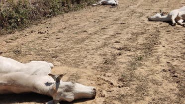 This undated photo shows dead cows on a farm in Sommariva del Bosco, near Turin, after around 50 cows were poisoned by young sorghum plants. (Handou /Istituto Zooprofilattico Sperimentale del Piemonte Liguria e Valle d’Aosta/AFP)
