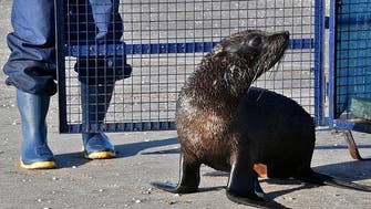 Rogue seal found in inland Australia