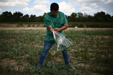 Veterinary of the Zooprophylactic Institute of Cuneo, Stefano Giantin, collects sorghum for laboratory tests in the field where 50 cows were poisoned, on August 16, 2022 in Sommariva del Bosco, near Turin. (AFP)