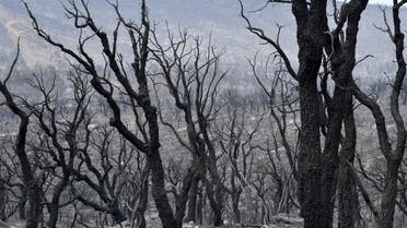 A picture shows a burnt forest following raging fires in Algeria’s city of el-Kala on August 18, 2022. (AFP)