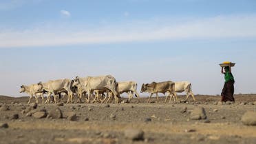 A woman drives a herd of cattle to a river side in Adadle district, Biyolow Kebele in Somali region of Ethiopia, in this undated handout photograph. (Reuters)