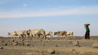 WFP warns 22 million face starvation in Horn of Africa