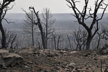 A picture shows a burnt forest following raging fires in Algeria's city of el-Kala on August 18, 2022. (AFP)