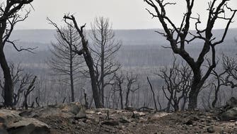 Algeria wildfires burned UNESCO-listed park: Expert 