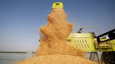 A combine deposits harvested wheat in a tractor trolley at a field on the outskirts of Ahmedabad, India. (Reuters)