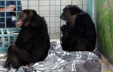 Dvě šimpanzí samice Judy (L) a Gena jsou viděny v kleci v GAP (Projekt Great Ape) Parana Sanctuary v Curitibě 16. února 2012. Šimpanzi žili ve špatných podmínkách v malé kleci v soukromé zoo v Izraeli. GAP a nyní jim bude v útočišti poskytnuta odpovídající péče a léčba.  (Souborové foto: Reuters)