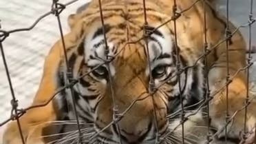 A tiger in a cage. (Instagram)