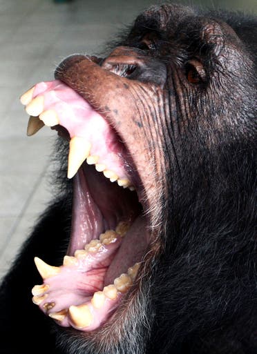 Omega, a 12-year-old chimpanzee, reacts at a Brazilian sanctuary in Curitiba, in the southern state of Parana, on November 16, 2010. (File photo: Reuters)