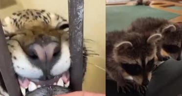 Some social media posts include cheetahs behind cages or peering out of a window in a residence and tigers behind barbed wire in a private enclosure or on a leash. (Instagram)