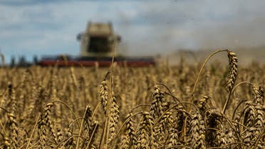 أحد حقول القمح في أوكرانيا (رويترز)