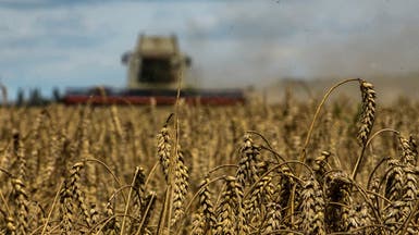 هيئة سعودية: طرح مناقصة لاستيراد 480 ألف طن من القمح