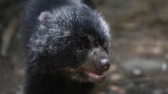 ‘Crime against biodiversity’: Anger after bear cub tortured and killed in Mexico