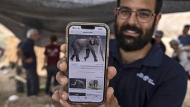 Avi Levy, an archaeologist from Israel Antiquities Authority, shows an image of an ancient straight-tusked elephant (Palaeoloxodon antiquus), at the site where a 2.5-meter-long tusk was discovered, near Kibbutz Revadim in southern Israel, on August 31 2022. (AFP)