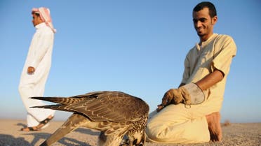 A hunter looks at his falcon with a prey in a desert area near the Saudi city of Dheba September 4, 2013. (Reuters)