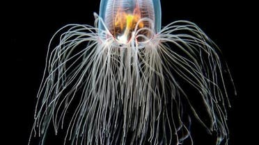 Immortal jellyfish