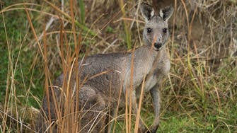 ‘Pet’ kangaroo blamed for Australian’s death