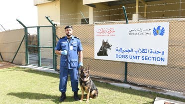 Dubai Customs team of canines – including Springers, Spaniels, German Shepherds, Malinois; a Belgian sheepherding dog - and Labradors – have played a key part in 84 major drugs seizures during the last five years. (Supplied)