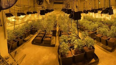 The operation resulted in, 32 arrests, 40 house searches in Ibiza, Barcelona, Malaga and Tenerife and the dismantlement of an indoor cannabis plantation containing more than 600 plants, said Europol