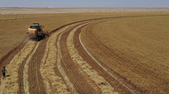 العراق يشتري 3 ملايين طن من القمح المحلي هذا الموسم