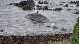 More than a dozen whales killed in mass stranding on remote Australian beach         