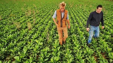 Endive farmers Emmanuel Lefebvre and Christophe Mazingarbe walk in a field of endive plants in Bouvines, France, September 15, 2022. (Reuters) 