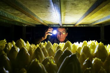 Endive farmer Emmanuel Lefebvre holds a flashlight to inspect endives growing on bulbs inside a dark room in the De La Marliere endive production site in Bouvines, France, September 15, 2022. (Reuters) 