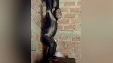 Videos circulated on social media showed one of the young chimps, a five-year-old named Monga, with her arms tied above her head in a barren room. (Supplied: Twitter)