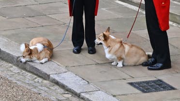 The Queen’s corgis, Muick and Sandy are walked inside Windsor Castle on September 19, 2022, ahead of the Committal Service for Britain’s Queen Elizabeth II. (Pool/AFP)