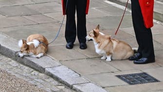 UK: Demand for Queen’s favorite corgi dogs hits new high after her death