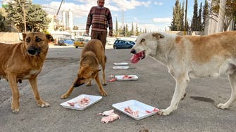 قتل الكلاب الضالة.. قضية تشعل زوبعة في الأردن