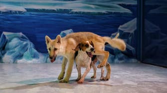 چین میں کتے کی کلوننگ سے تیار کردہ بھیڑیے کی کیا خصوصیات ہیں؟