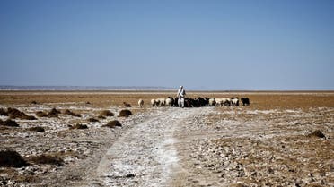 An Iranian shepherd walks his herd in the middle of Hamoon wetland near the Zabol town, in southeastern province of Sistan-Baluchistan bordering Afghanistan on February 2, 2015. AFP