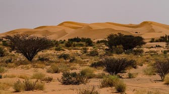 سعودی عرب میں زمین کو صحرا بننے سے روکنے کے لیے 12 ملین درختوں کی شجرکاری