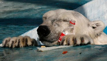 Aurora, a three-year-old female polar bear, plays with a plastic bottle in a pool in its new open air cage at the Royev Ruchey zoo on the suburbs of Russia's Siberian city of Krasnoyarsk, August 30, 2013. (Reuters)