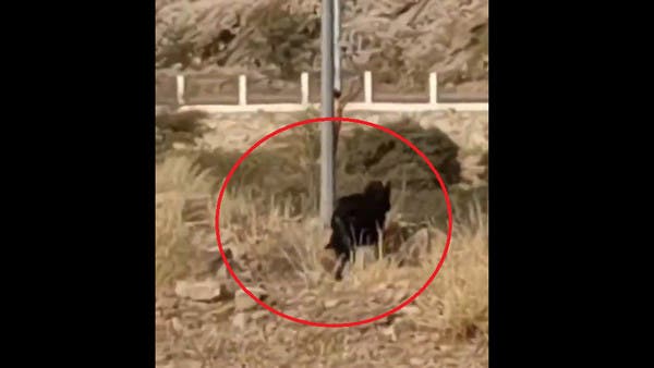 It appeared in a park in southern Saudi Arabia.  He revealed the truth about the “black” animal.