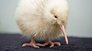 This handout photograph taken on 1 May 2011 by the Department of Conservation shows a rare white kiwi chick at Pukaha Mount Bruce on 1 May 2011. (AFP)