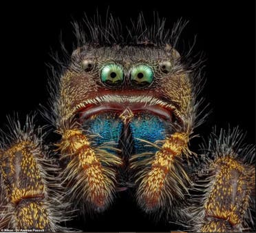 صورة ملونة لعنكبوت التقطها أندرو بوسيلت من جامعة كاليفورنيا