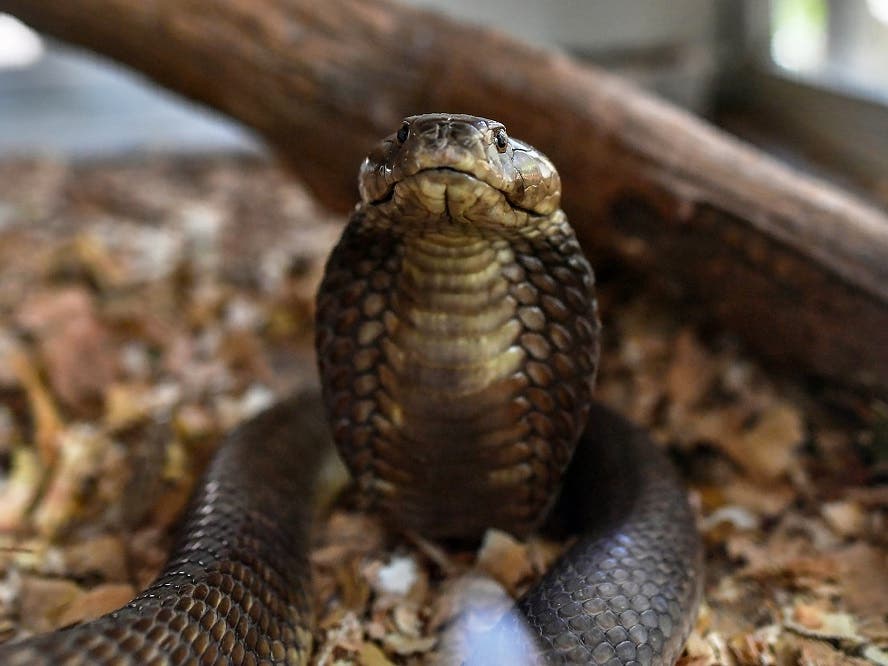 Houdini' snake eludes capture at zoo in Sweden | Al Arabiya English