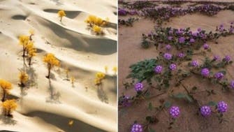 صحرا کے وسط میں پھول، دو تصویروں نے لیبیا کے شہریوں کو مسحور زدہ کردیا