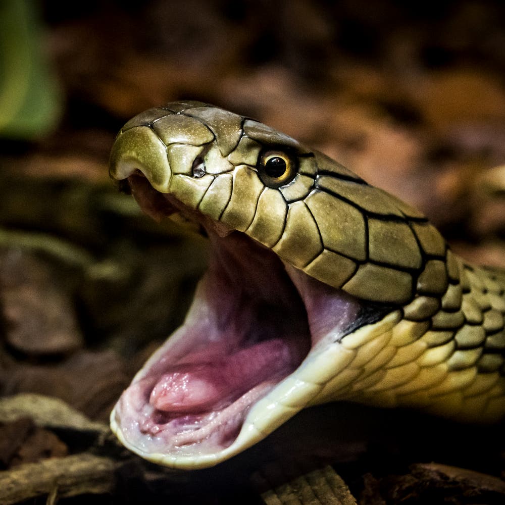 An cobra a theich a chuir uamhas air Stockholm... Tillidh e e fhèin dhan chèidse aige